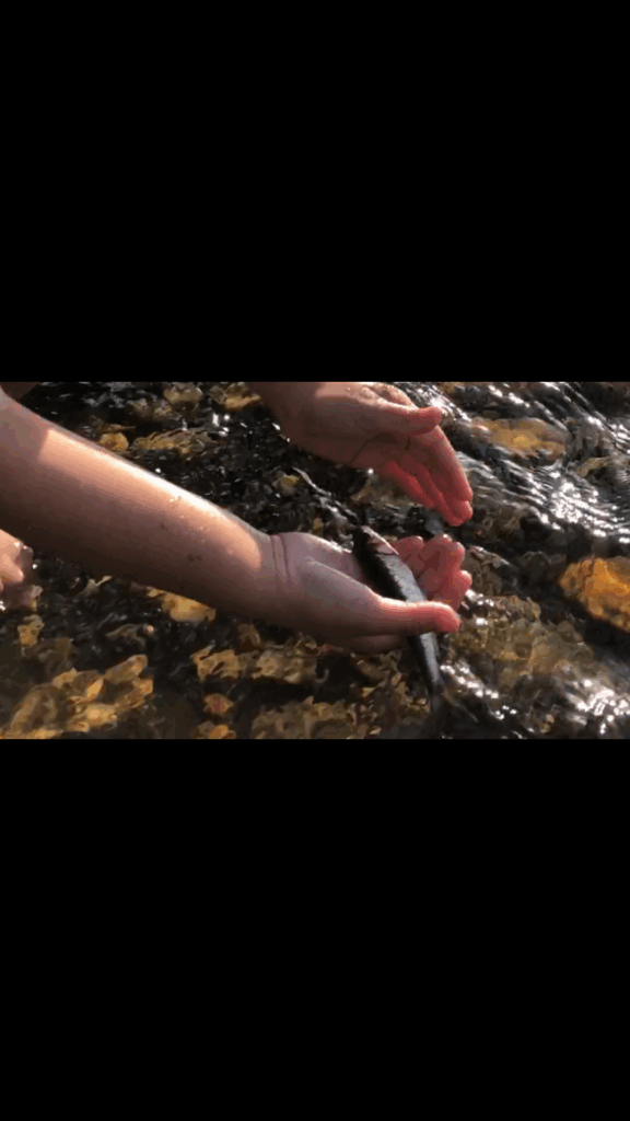 Young girl releasing a small wild trout into a clear mountain stream – from The Call of the Creek
